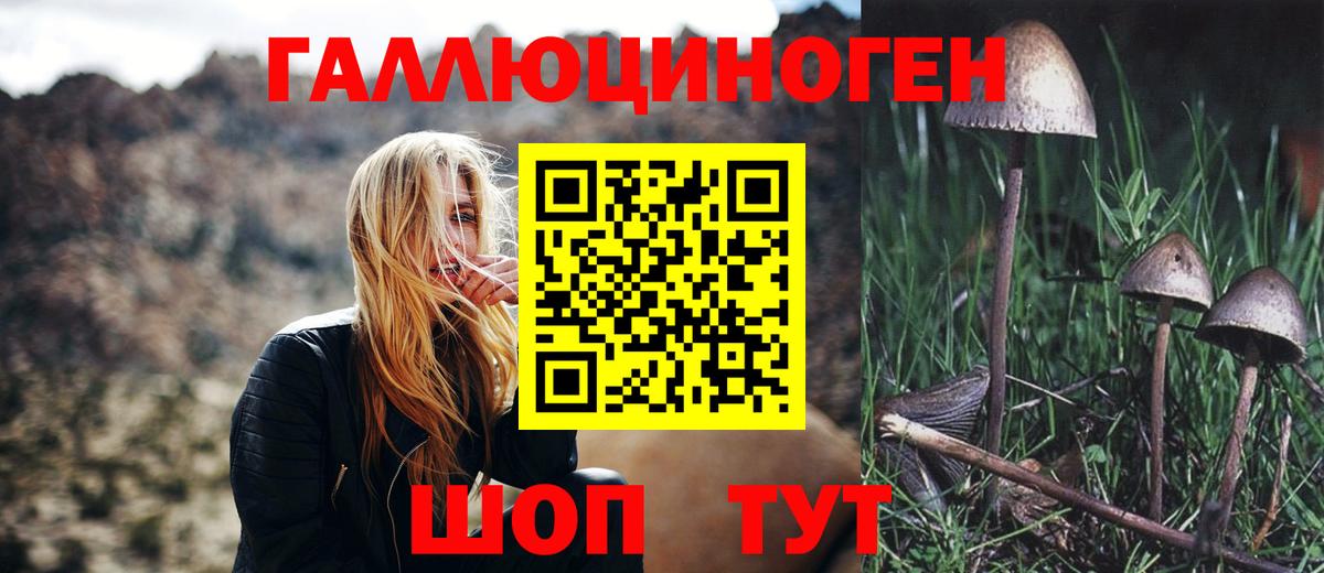 Псилоцибиновые грибы Psilocybe Ковров